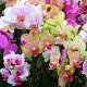Выставка орхидей 