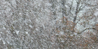 В Ленобласти ожидаются снегопады и сильный ветер