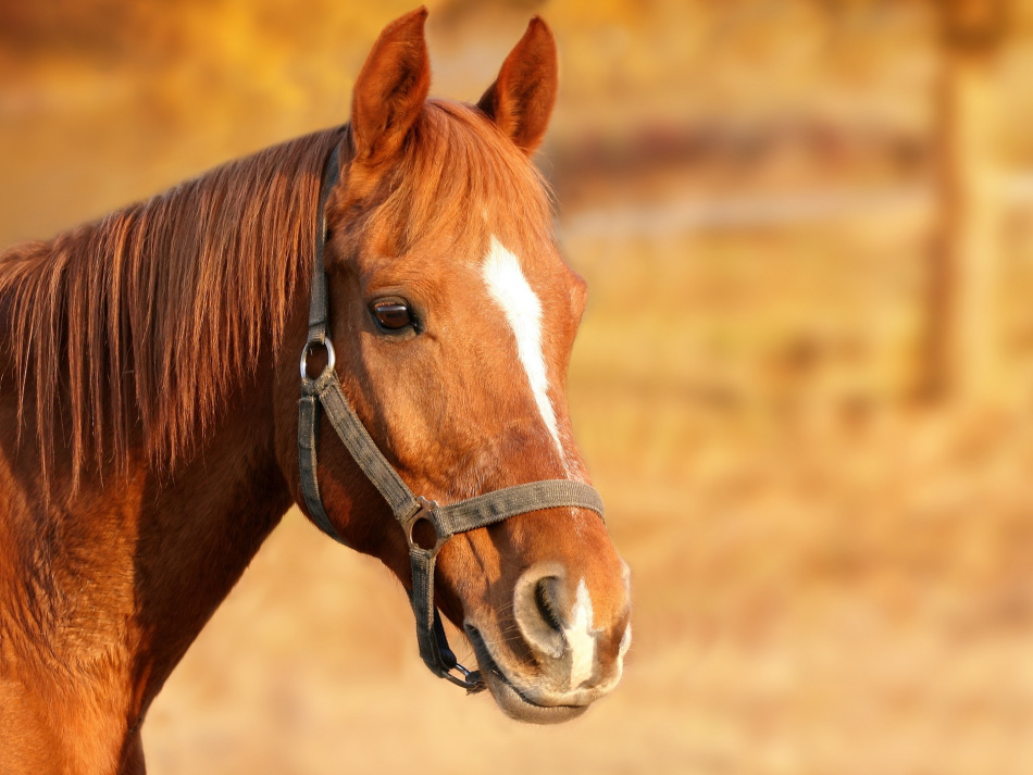 Жительницу Гатчины приговорили к исправительным работам за смертельный случай с лошадью