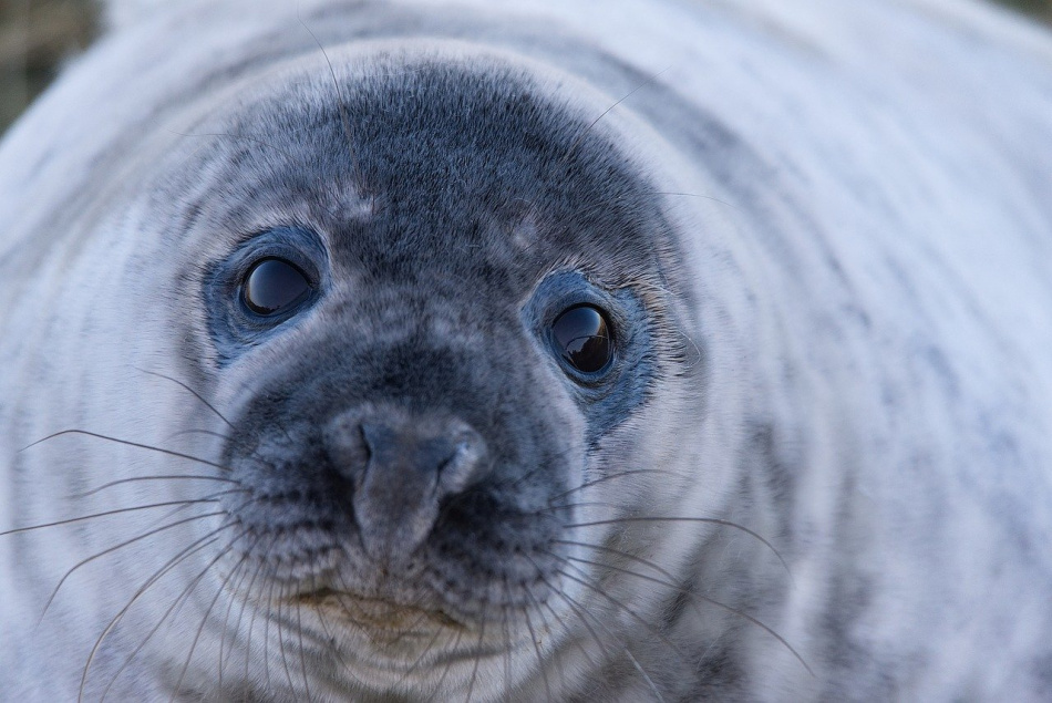 У тюленей на Финском заливе стартовал «сезон новорожденных» 