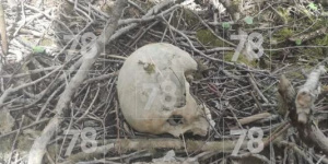 Экс-чиновник нашел в Тосненском районе человеческий череп