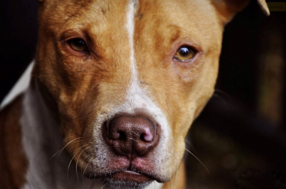 В Петербурге задержали натравившего собаку на прохожих 