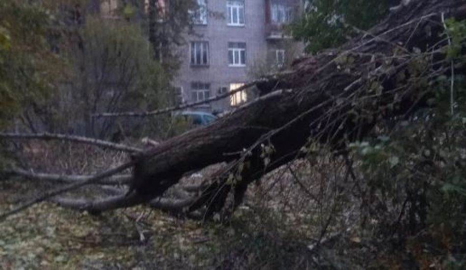 Петербуржцы рассказали про упавшее на пешеходную дорогу дерево на Автовской улице