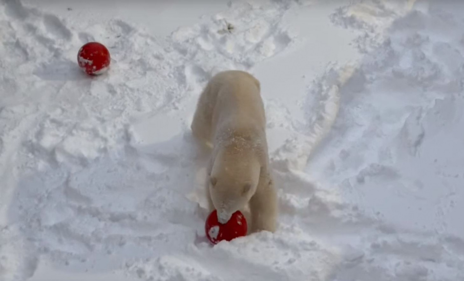 Белая медведица Хаарчаана порезвилась в снегу в Ленинградском зоопарке