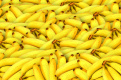 Служебная собака обнаружила в бананах из Эквадора тонны наркотиков