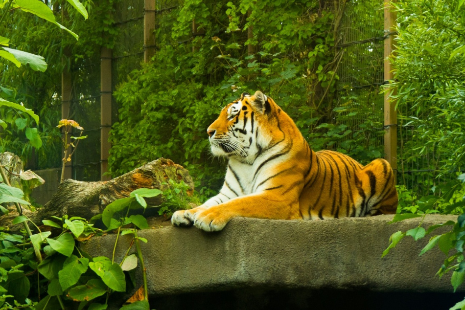 Получивший ранение амурский тигр прибыл на лечение в Петербург
