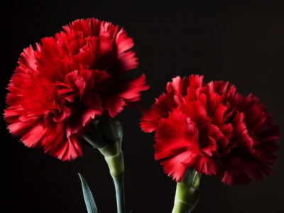 Фото Возложение цветов ко Дню Победы на площади Балтийских Юнг