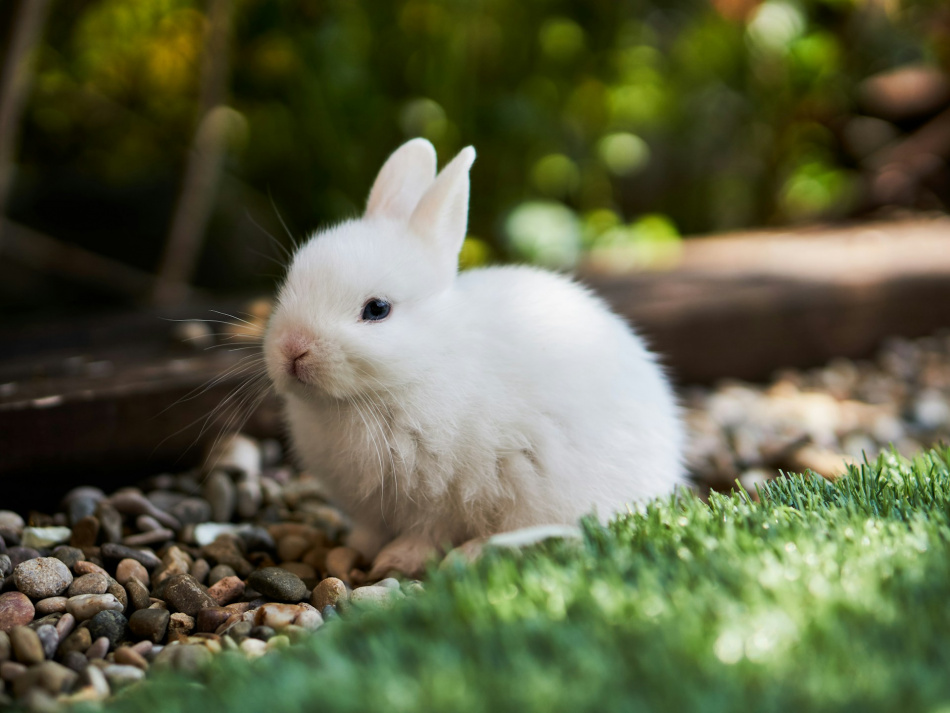 Кролик в контактном зоопарке укусил за палец годовалую девочку из Петербурга 