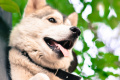 В Японии умерла собака Кабосу из популярного мема Доге