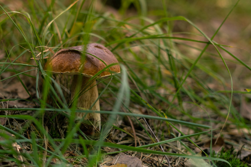 Токсиколог рассказал о последствиях «грибной» охоты 