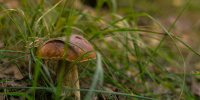 В Ленобласти открылся грибной сезон 