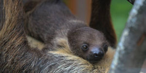 Петербуржцев просят помочь с именем для ленивца из Ленинградского зоопарка 