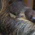 Петербуржцев просят помочь с именем для ленивца из Ленинградского зоопарка 